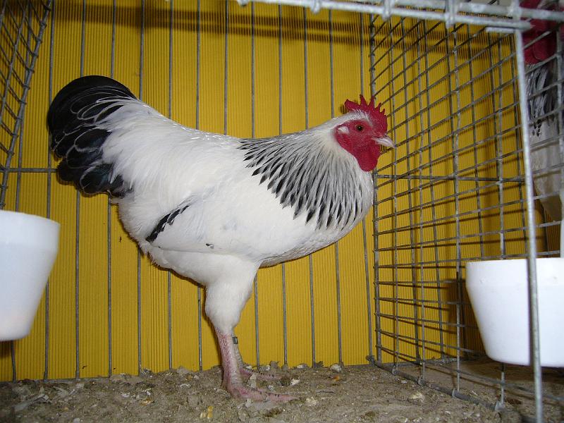 Hannover 2008 341.jpg - Zwerg Sussex weiss-schwarzcolumbia vonJan Bartels Preis V97 VZV EB